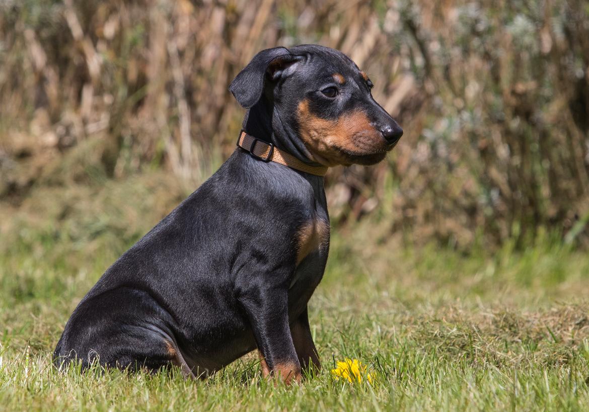 Manchester terrier Doberchest Cidney (Frigg) - Ved opdrøtter. billede 1