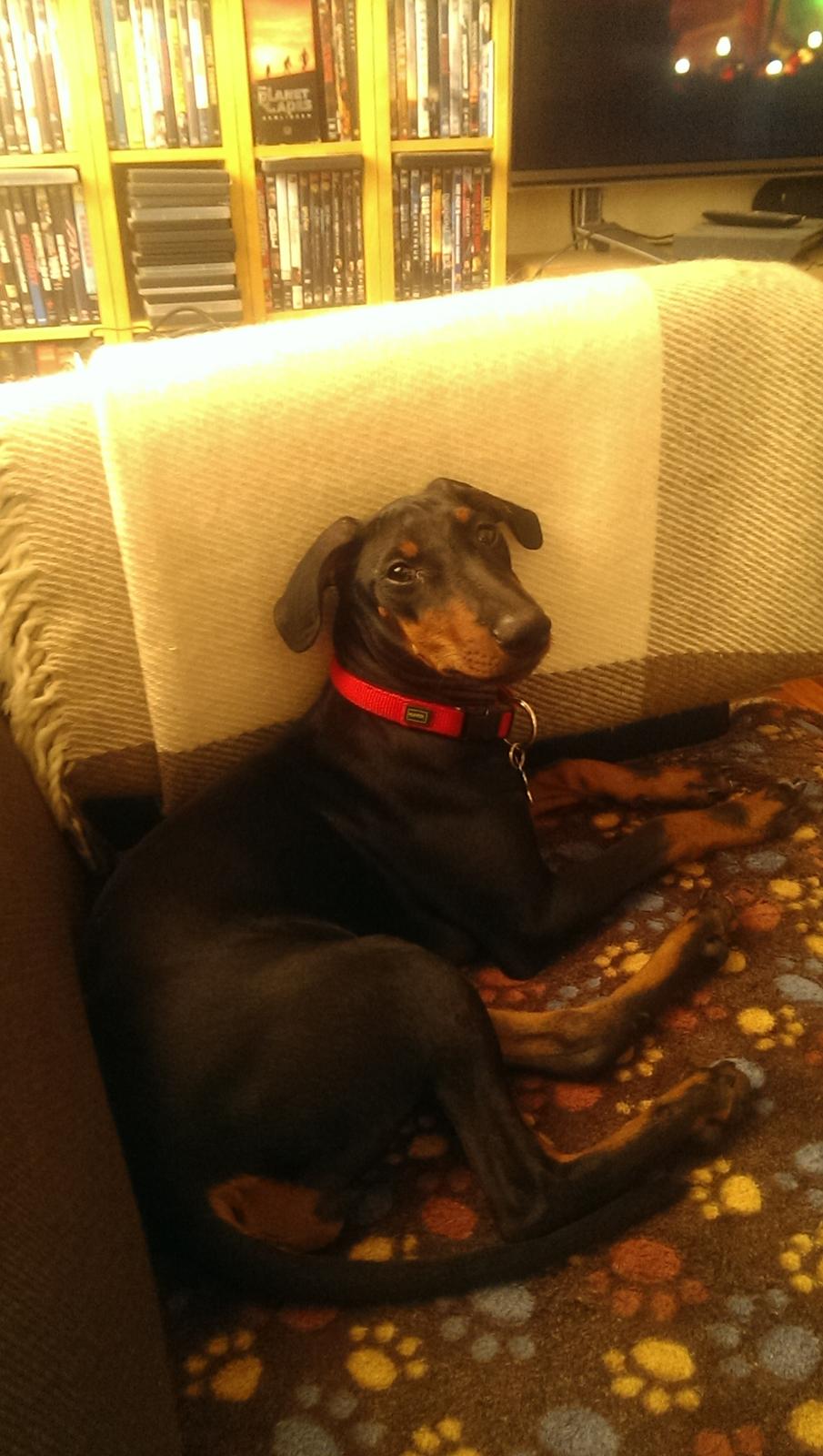 Manchester terrier Doberchest Cidney (Frigg) billede 5