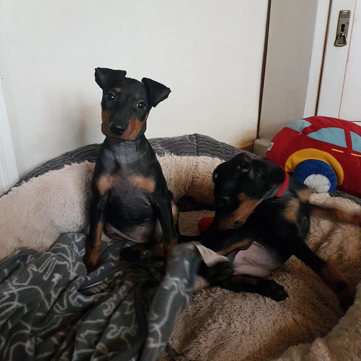 Manchester terrier Doberchest Cidney (Frigg) - Opdrætter. billede 3