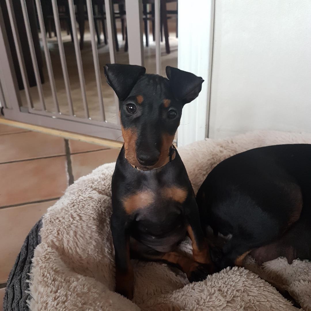 Manchester terrier Doberchest Cidney (Frigg) - Ved opdrætter billede 6