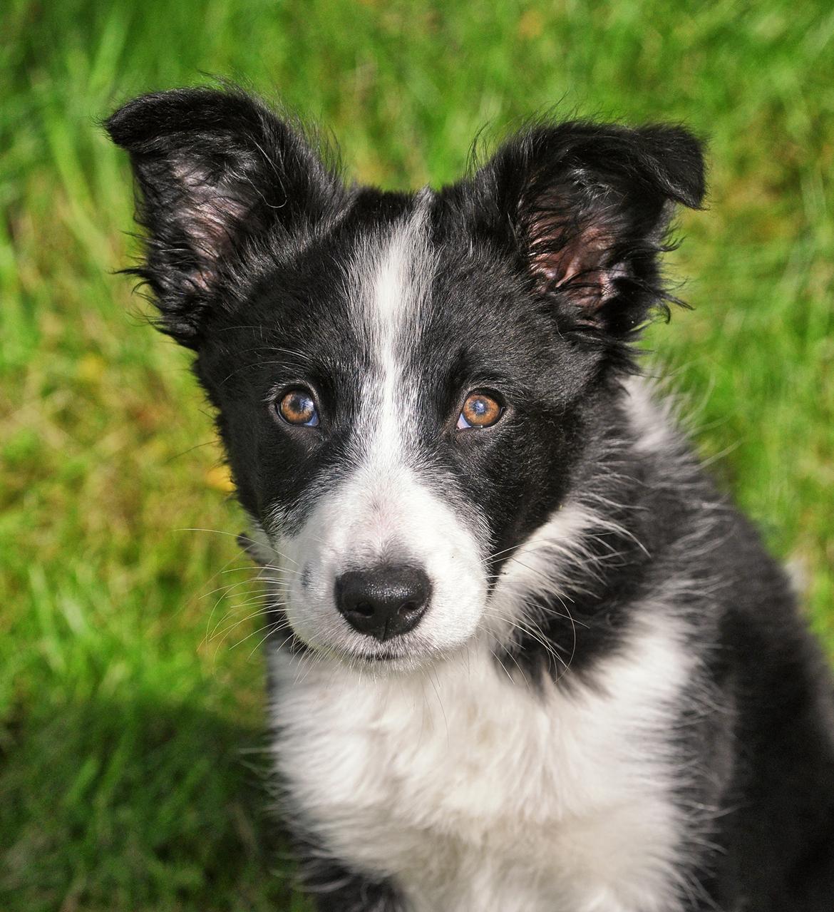 Border collie Menellis Rey billede 19