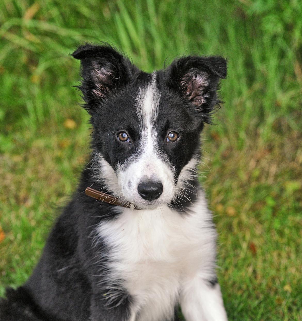 Border collie Menellis Rey billede 20