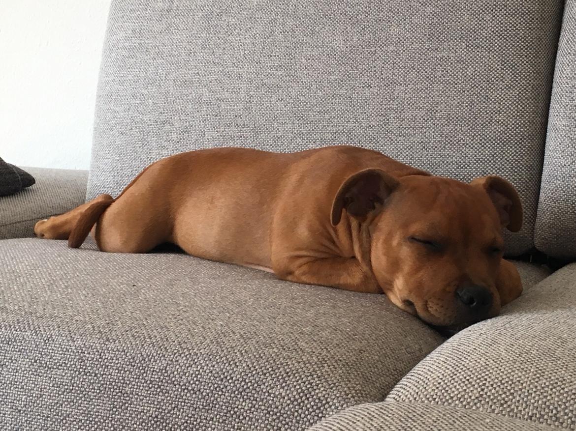 Staffordshire bull terrier Agger (Milo) billede 2