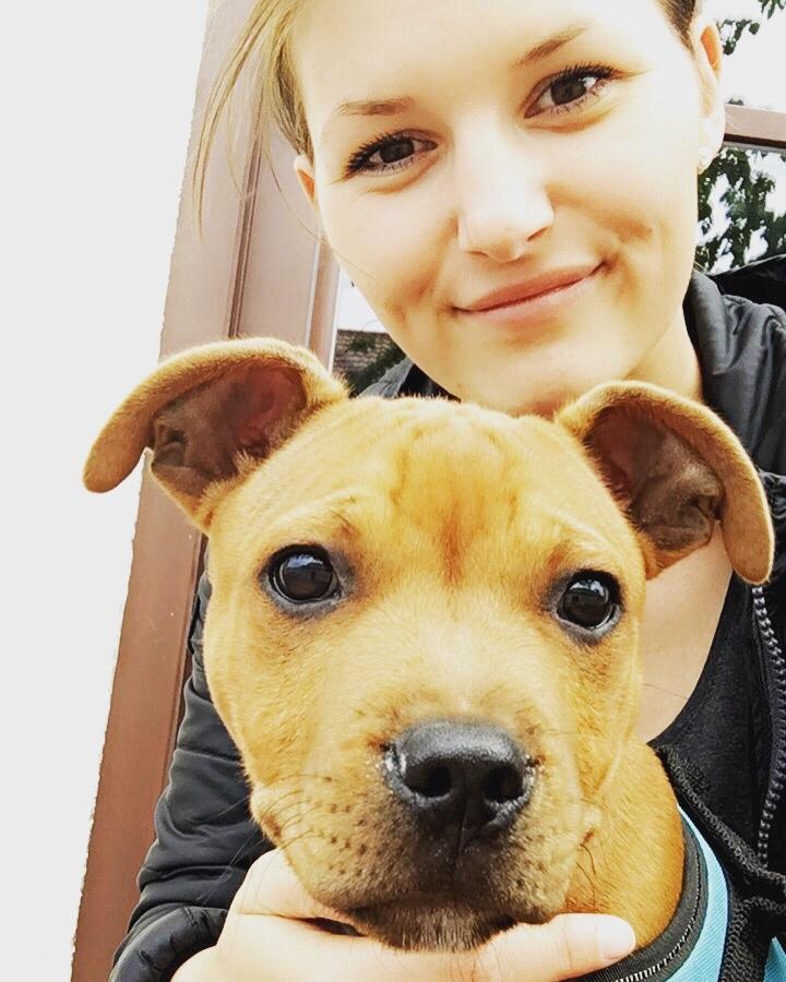 Staffordshire bull terrier Agger (Milo) billede 7