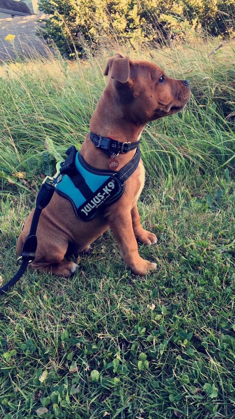 Staffordshire bull terrier Agger (Milo) billede 10