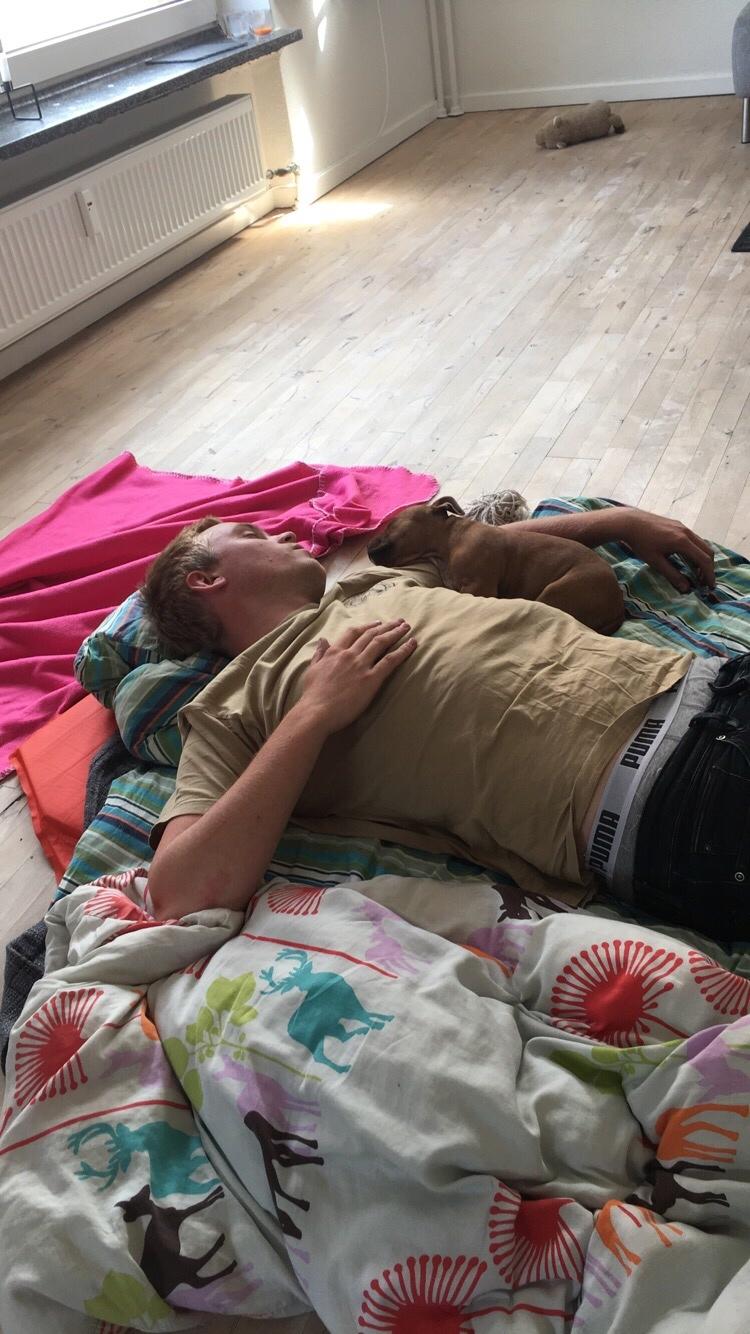 Staffordshire bull terrier Agger (Milo) billede 22