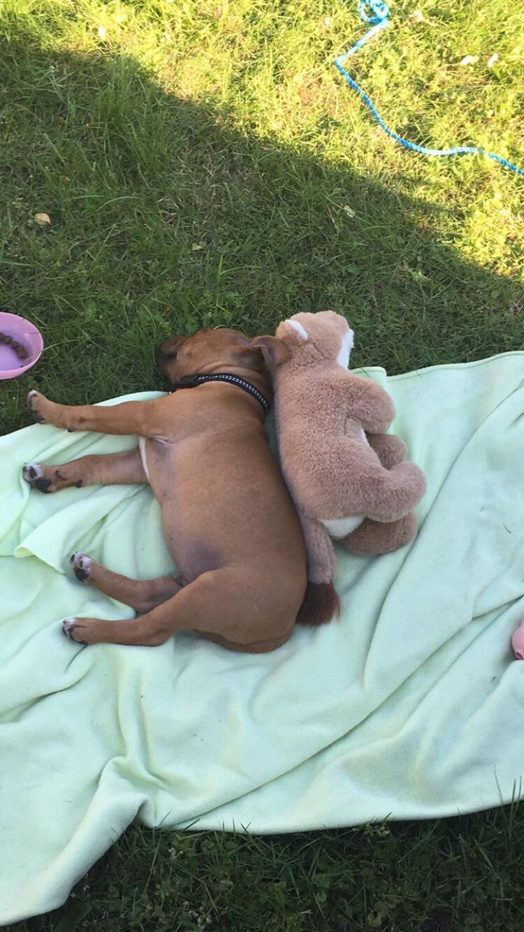 Staffordshire bull terrier Agger (Milo) billede 24