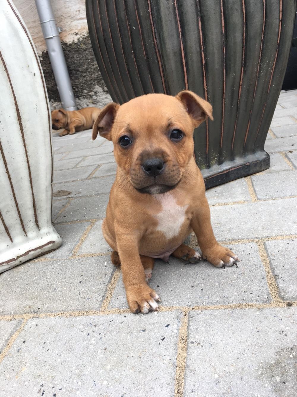 Staffordshire bull terrier Agger (Milo) billede 27