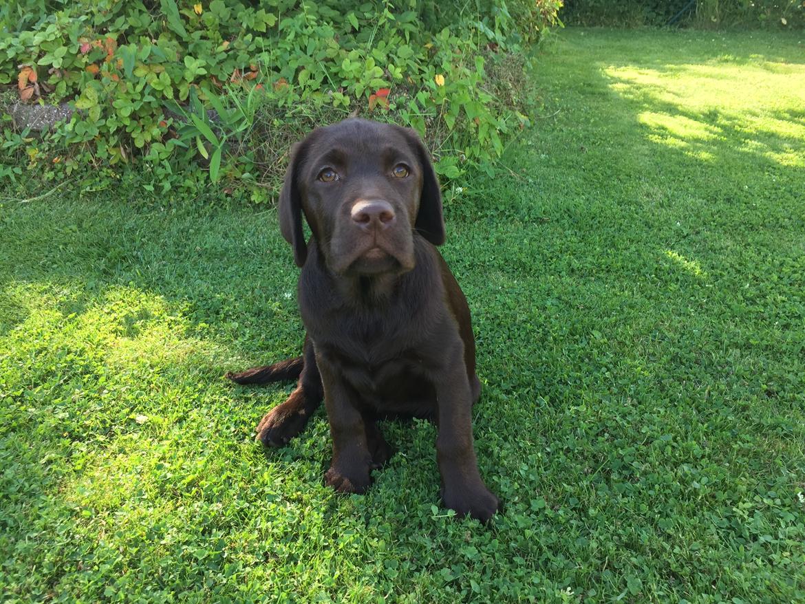 Labrador retriever Musse Skjold  Hansen  billede 5
