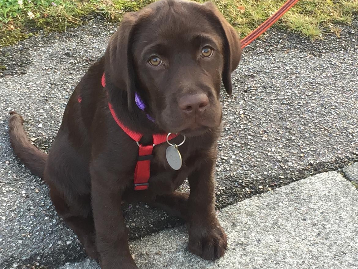 Labrador retriever Musse Skjold  Hansen  billede 6