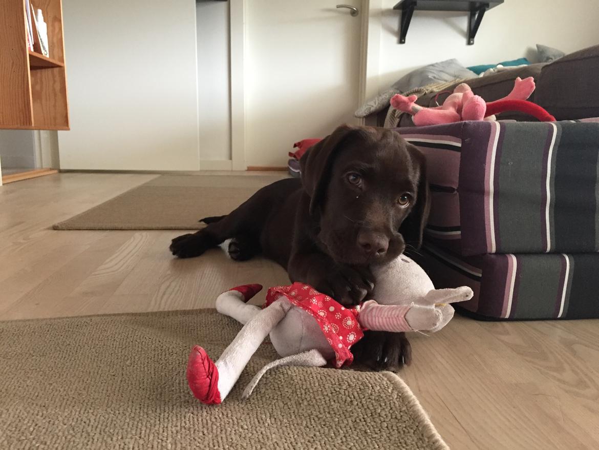 Labrador retriever Musse Skjold  Hansen  billede 7