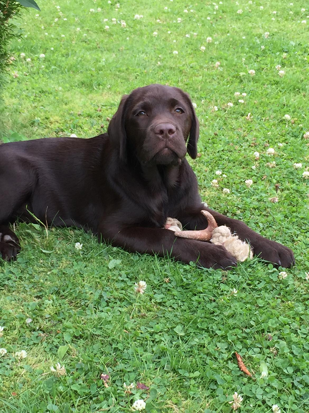 Labrador retriever Musse Skjold  Hansen  billede 8