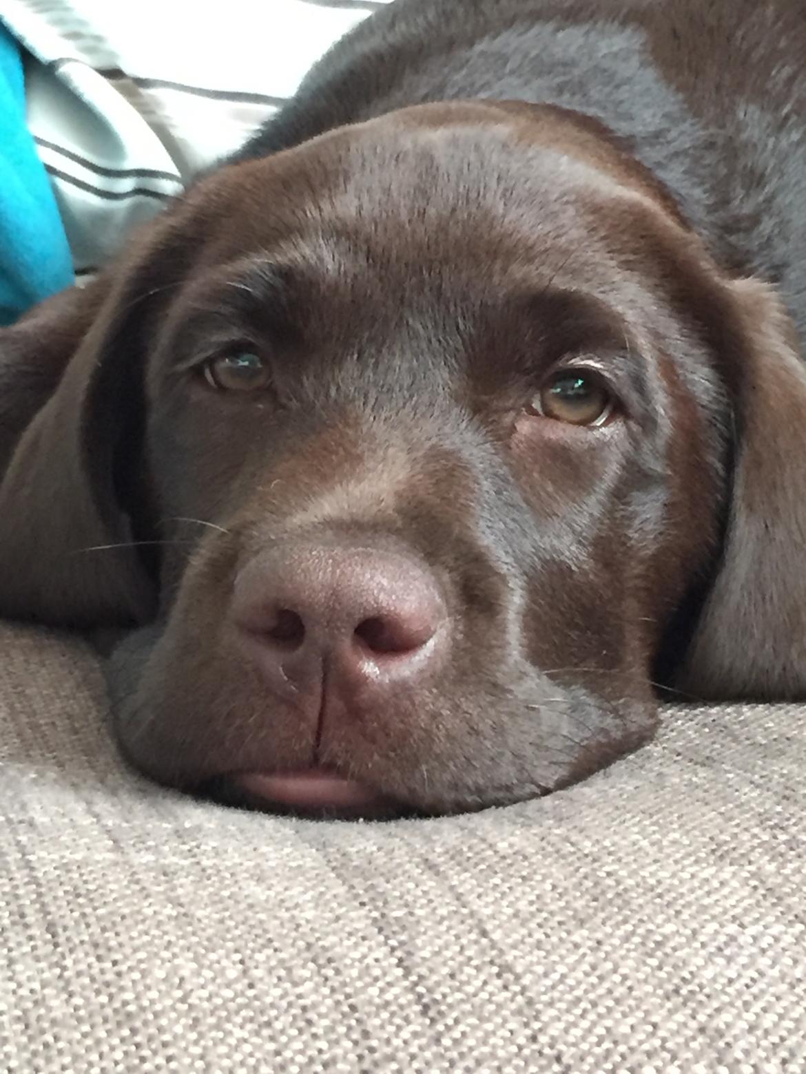 Labrador retriever Musse Skjold  Hansen  billede 9