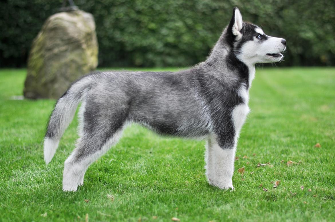 Siberian husky Mesmocan Lightning Ridge (Iza) - 12 uger billede 19