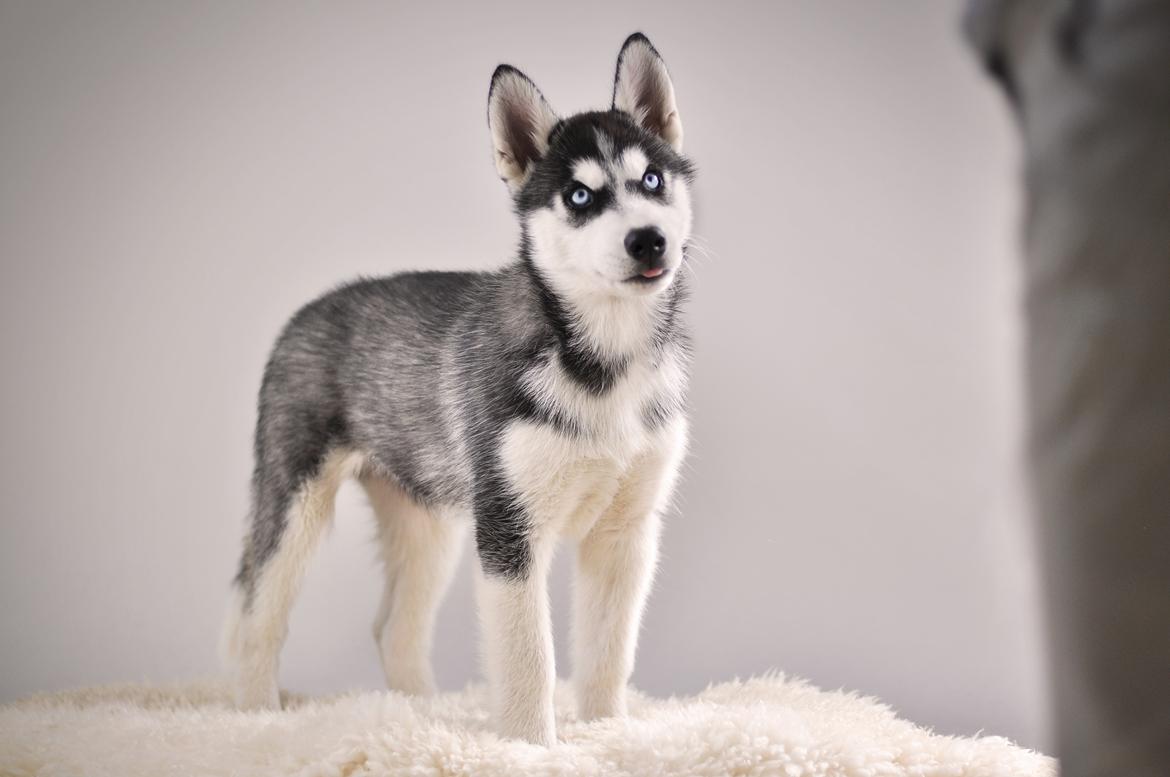 Siberian husky Mesmocan Lightning Ridge (Iza) billede 22