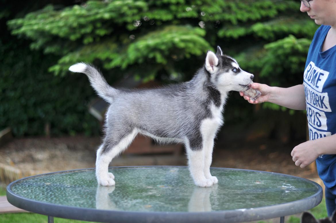 Siberian husky Mesmocan Lightning Ridge (Iza) - 8 uger billede 25