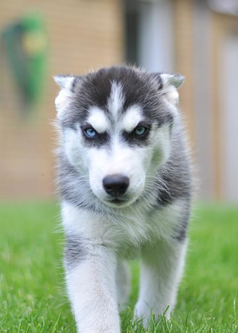 Siberian husky Mesmocan Lightning Ridge (Iza) billede 24