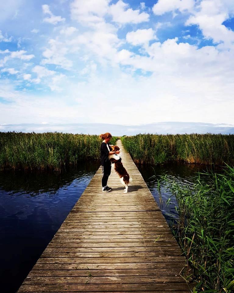 Border collie Max [himmelhund] - 24.07.2017 billede 3