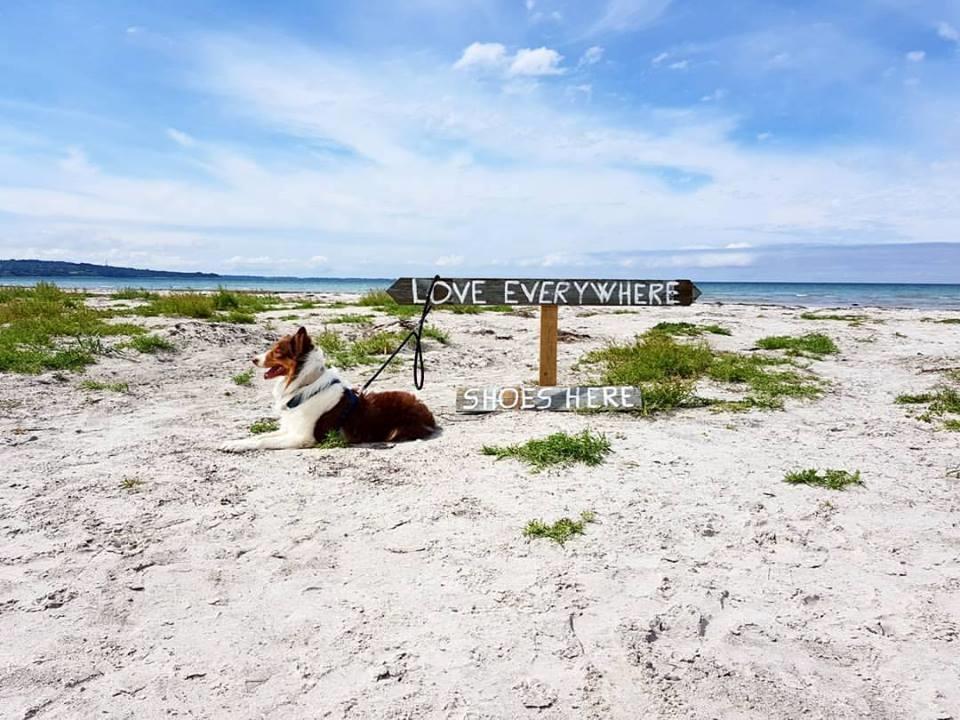 Border collie Max [himmelhund] - Max sidste dag billede 1