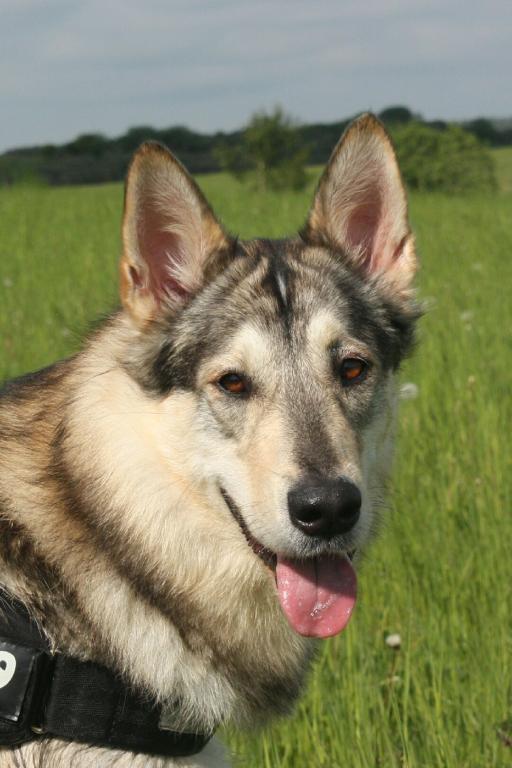 Alaskan malamute Maya billede 11