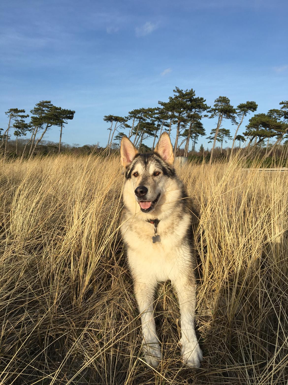 Alaskan malamute Maya billede 13