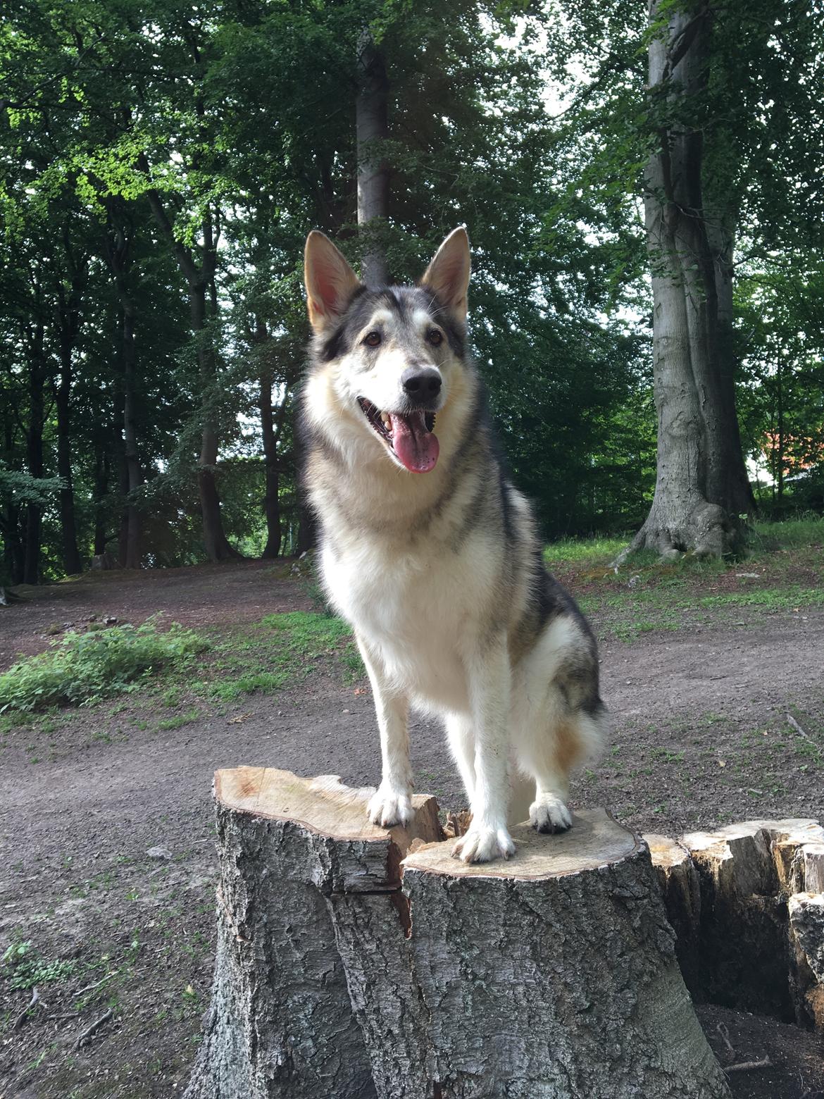 Alaskan malamute Maya billede 12