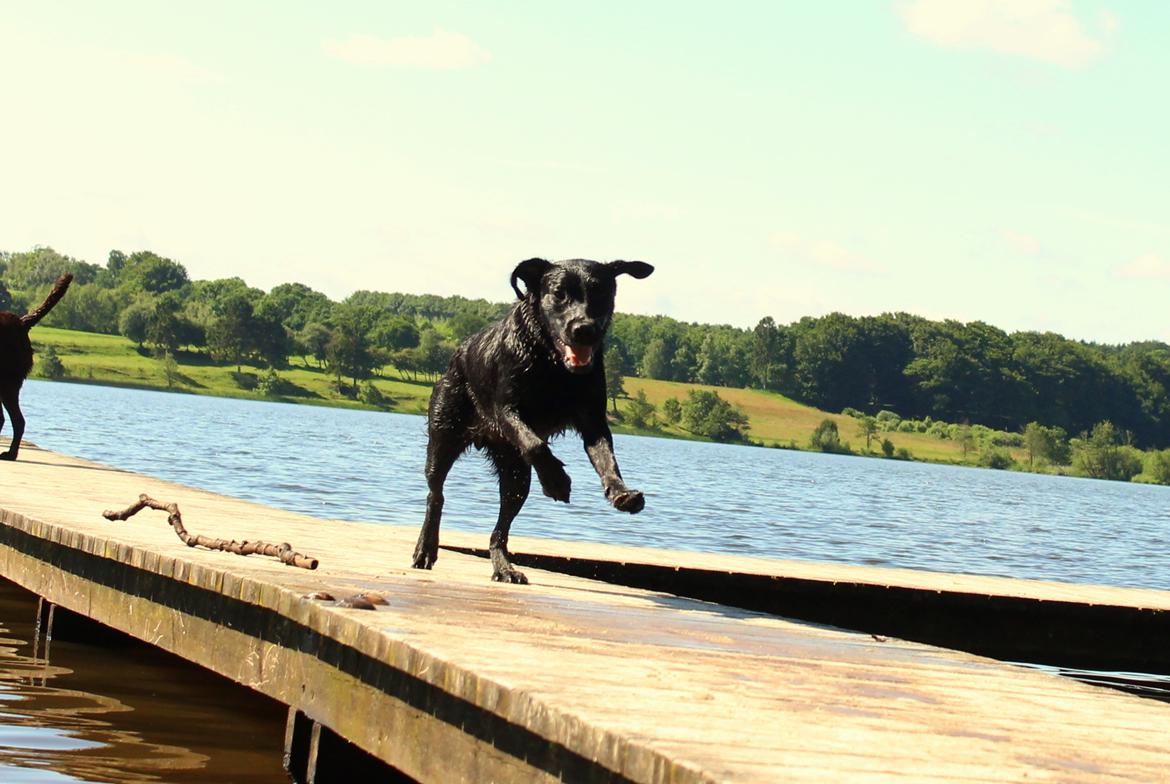 Labrador retriever Enya - 19/6-17 billede 30