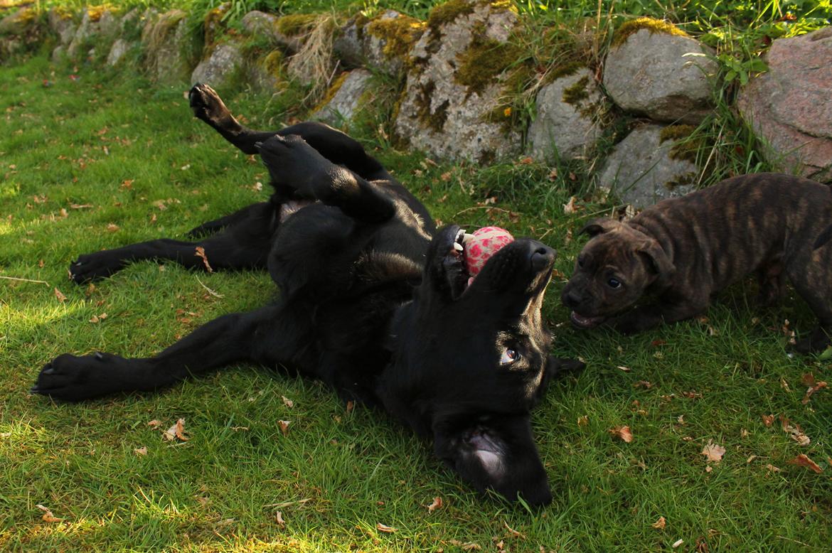 Labrador retriever Enya - Maj 2017 billede 29