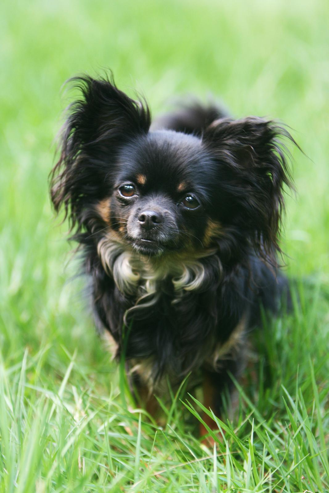 Chihuahua Paya - Maj 2017  billede 47