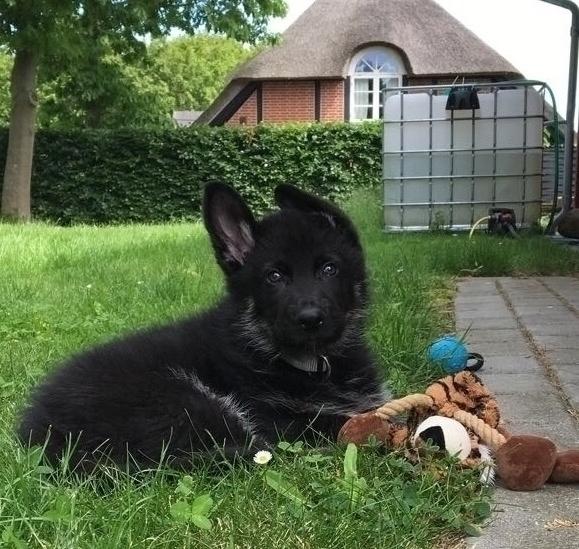 Schæferhund Chiko billede 3