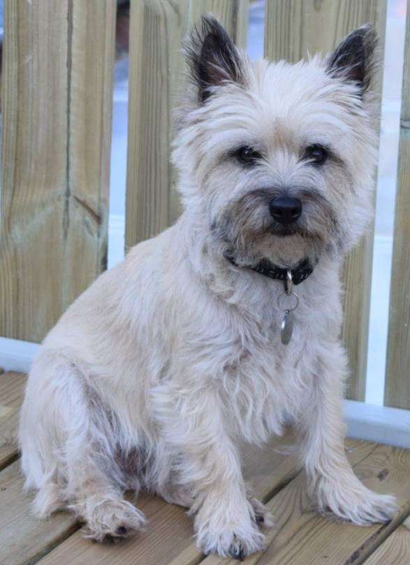 Cairn terrier Bella billede 1