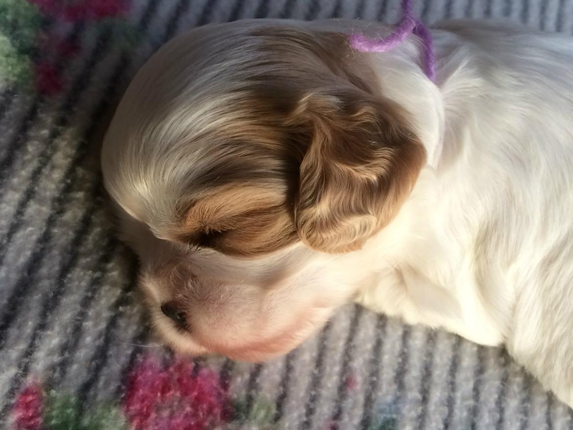 Cavalier king charles spaniel Malekits Lucie billede 1