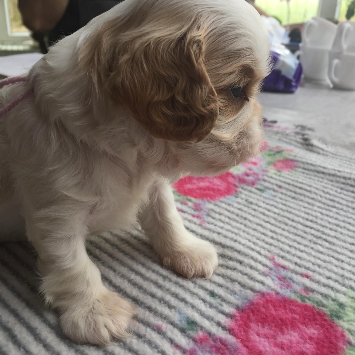 Cavalier king charles spaniel Malekits Lucie billede 2