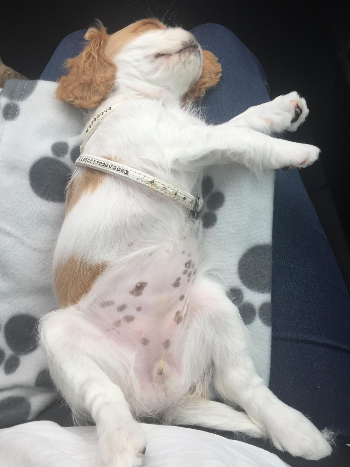 Cavalier king charles spaniel Malekits Lucie billede 4