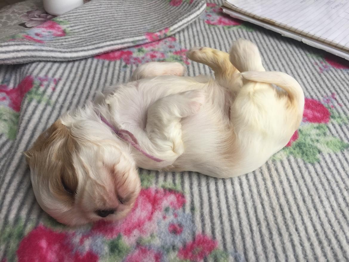 Cavalier king charles spaniel Malekits Lucie billede 3