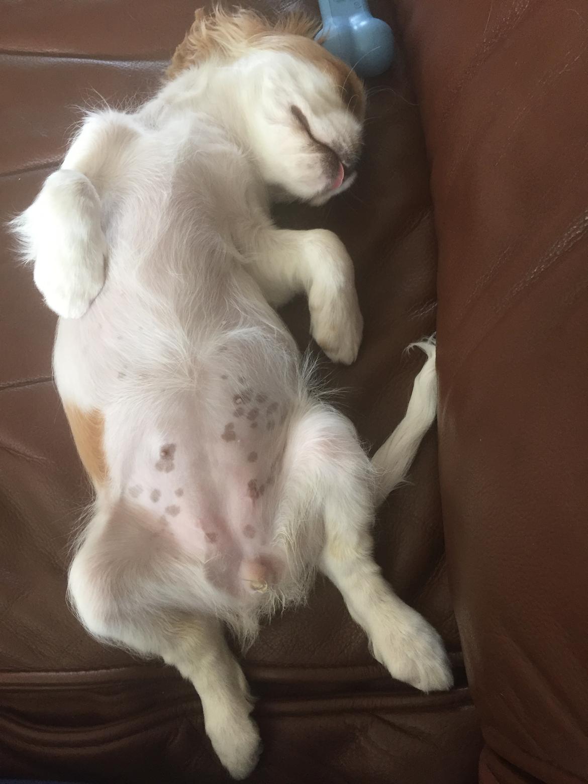 Cavalier king charles spaniel Malekits Lucie billede 6