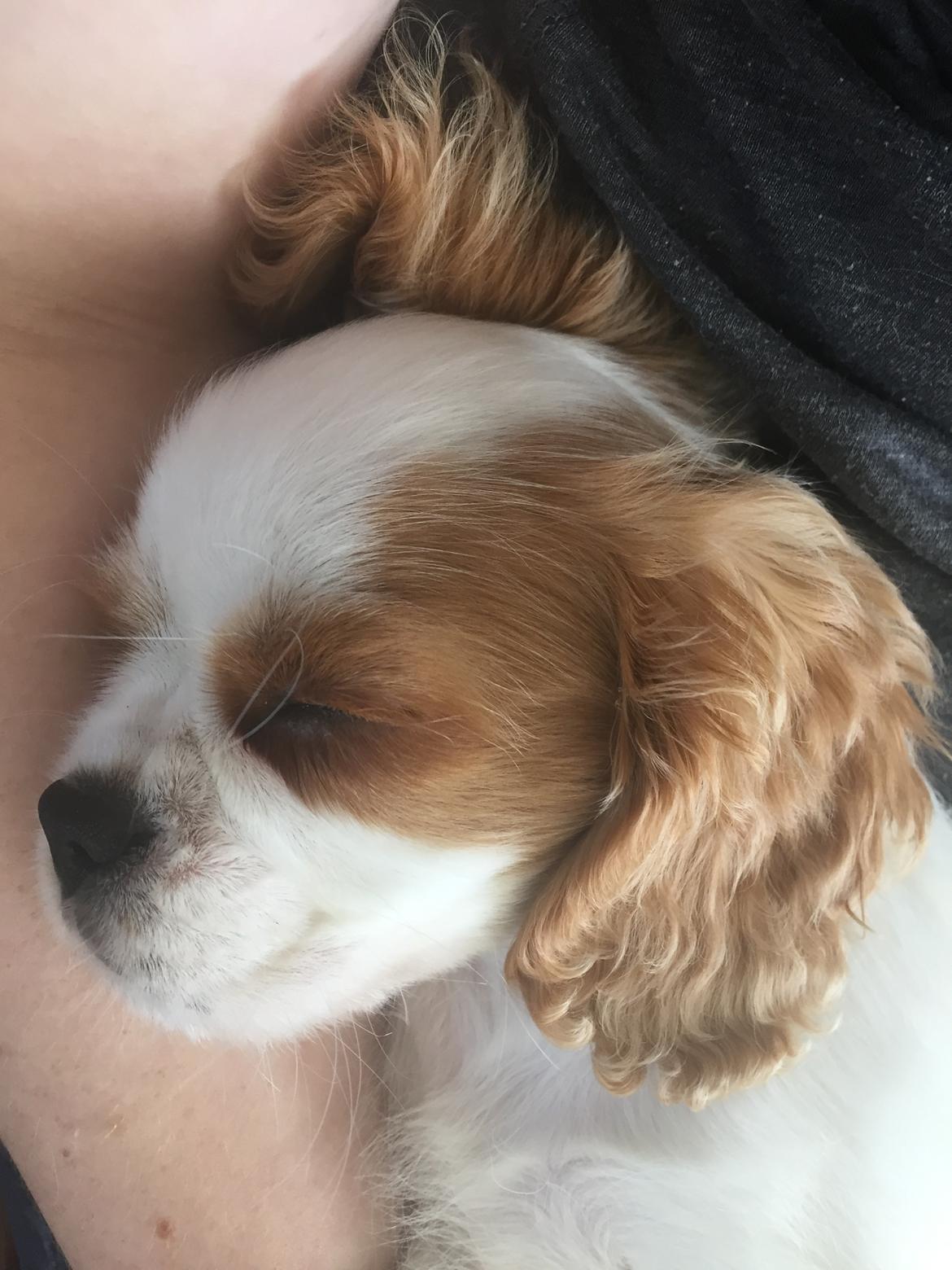 Cavalier king charles spaniel Malekits Lucie billede 7