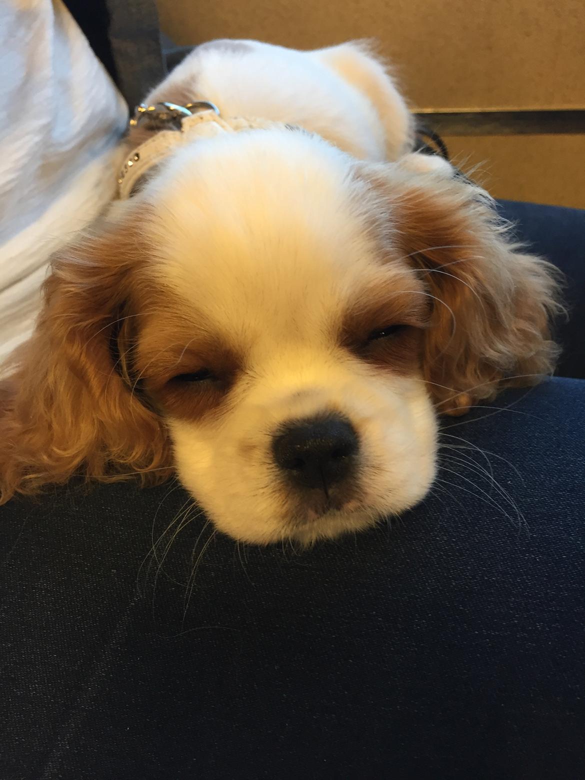 Cavalier king charles spaniel Malekits Lucie billede 5