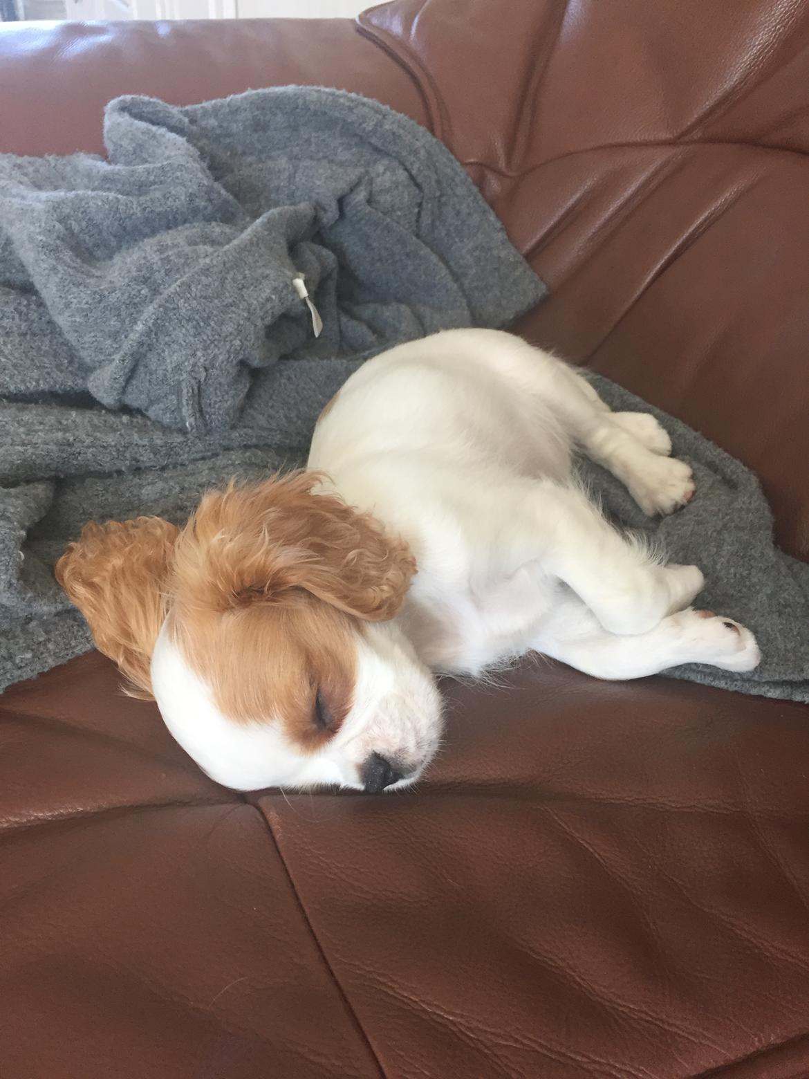 Cavalier king charles spaniel Malekits Lucie billede 8