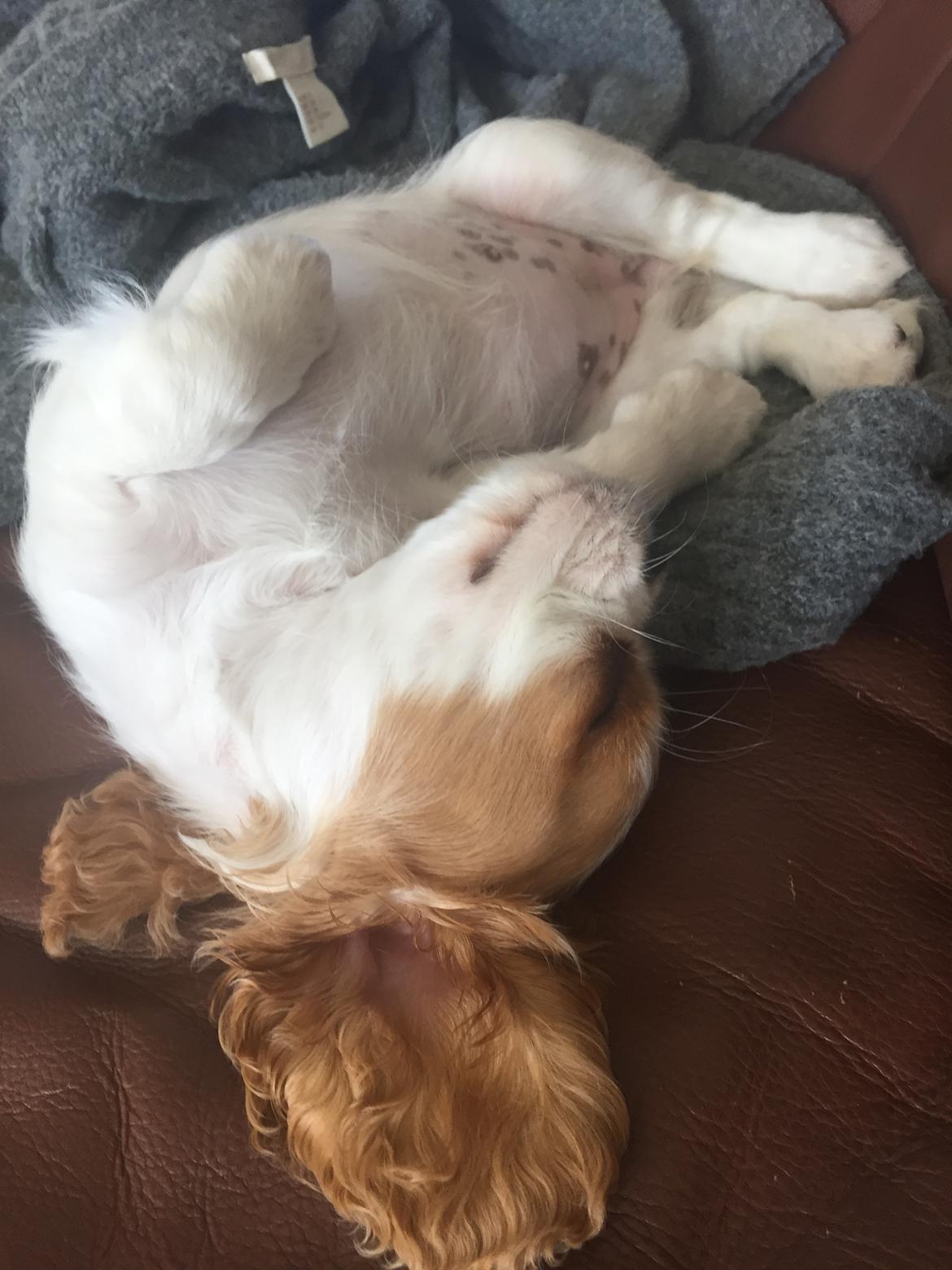 Cavalier king charles spaniel Malekits Lucie billede 9