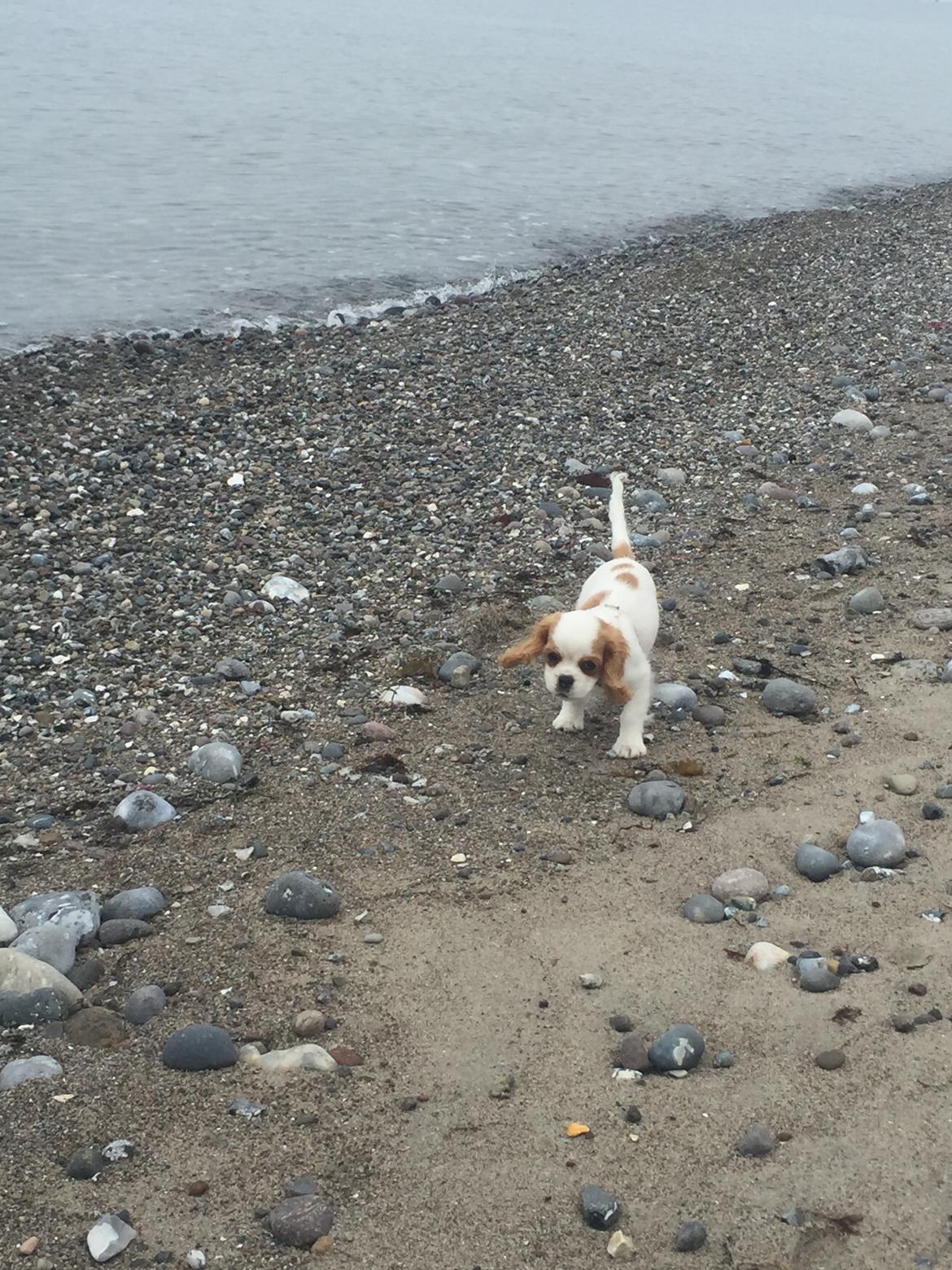 Cavalier king charles spaniel Malekits Lucie billede 11