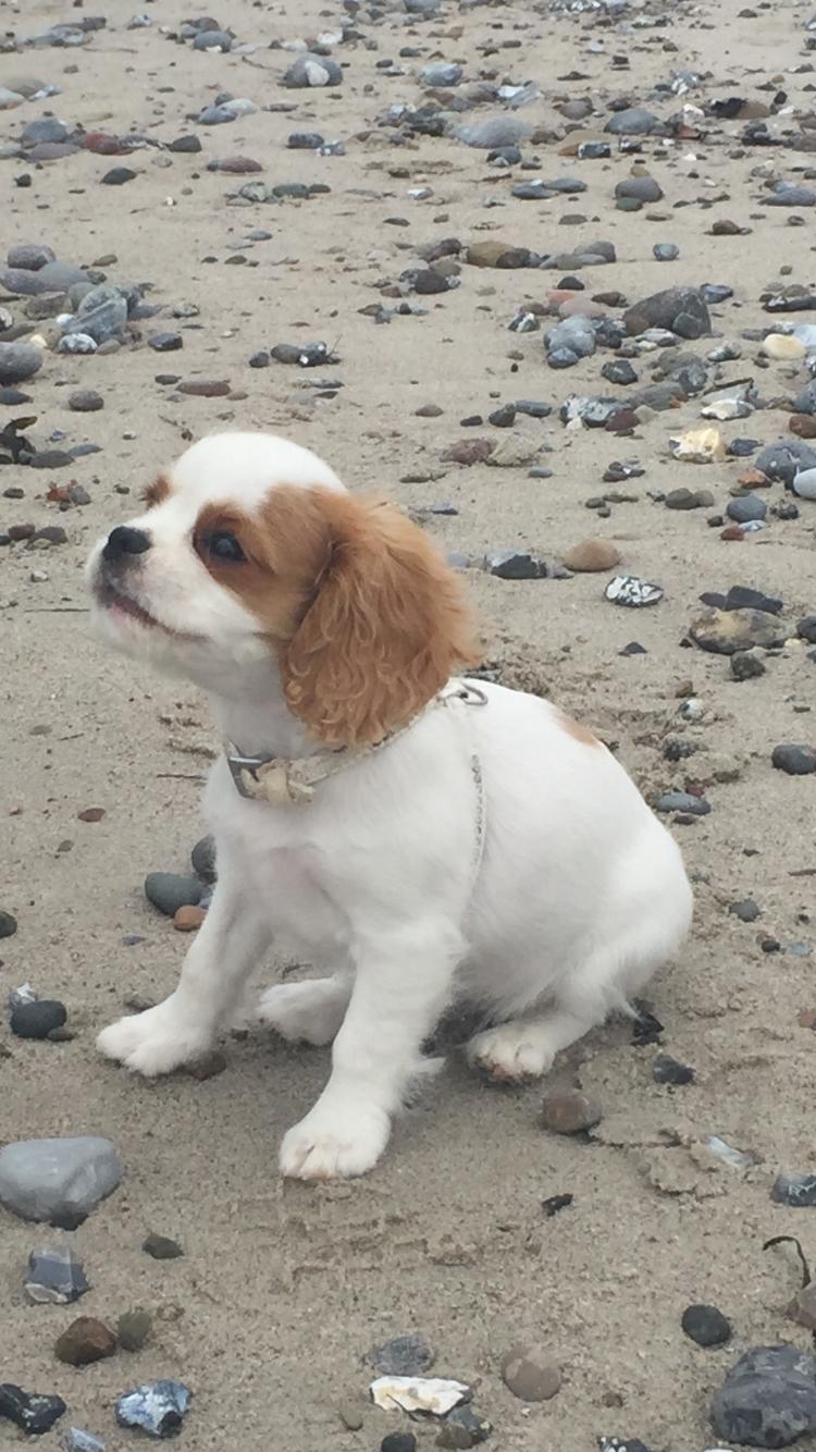 Cavalier king charles spaniel Malekits Lucie billede 12