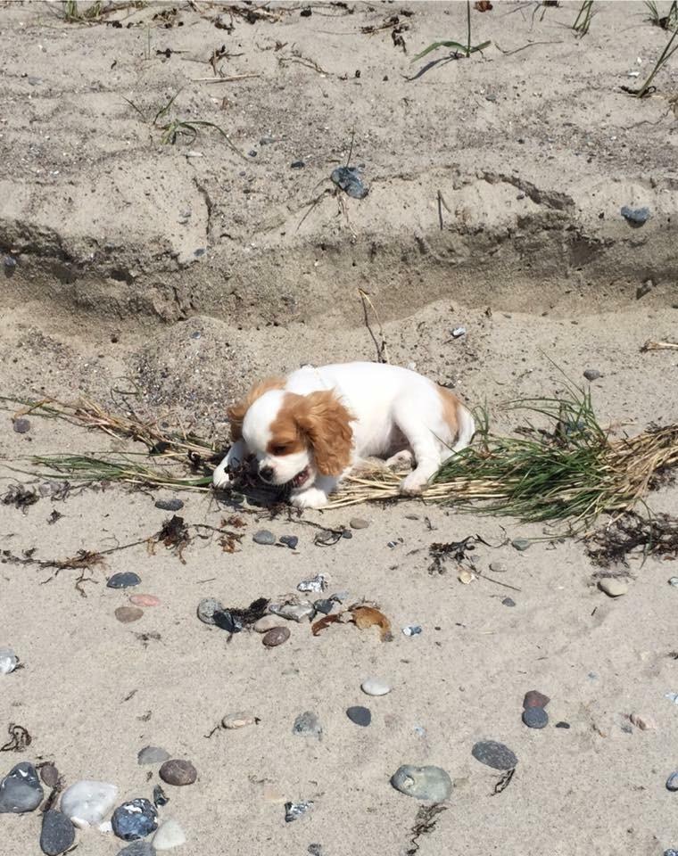 Cavalier king charles spaniel Malekits Lucie billede 13