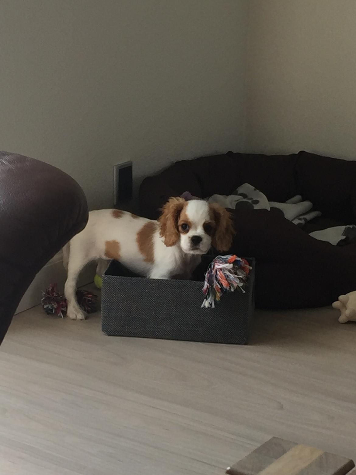 Cavalier king charles spaniel Malekits Lucie billede 14