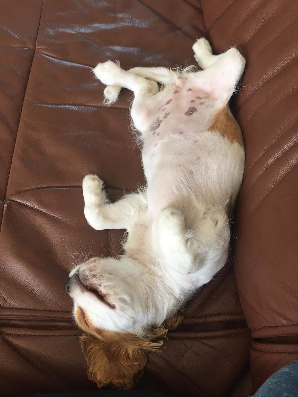 Cavalier king charles spaniel Malekits Lucie billede 15