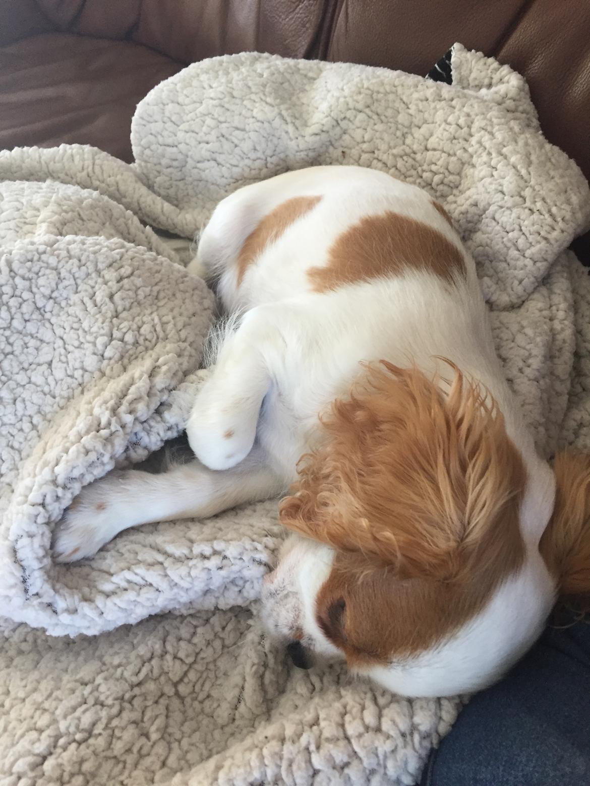 Cavalier king charles spaniel Malekits Lucie billede 16