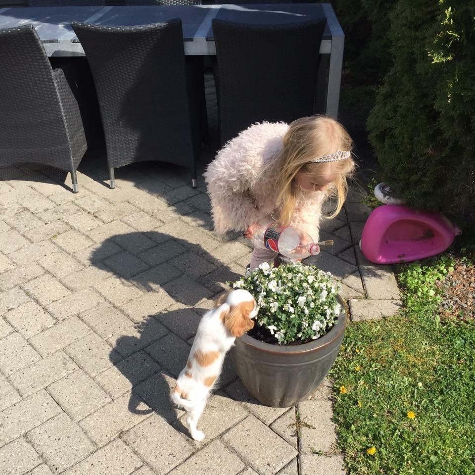 Cavalier king charles spaniel Malekits Lucie billede 10