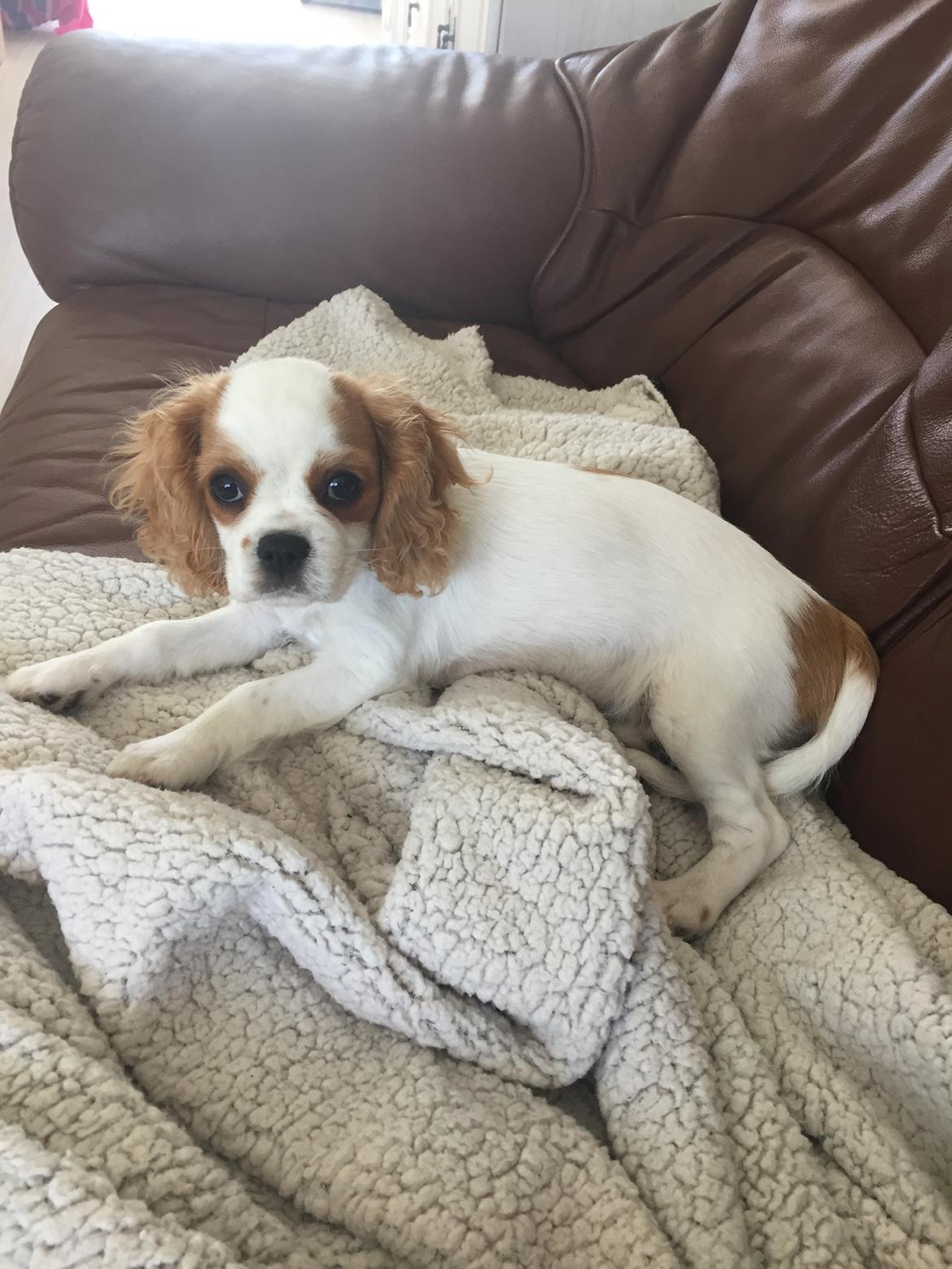 Cavalier king charles spaniel Malekits Lucie billede 17