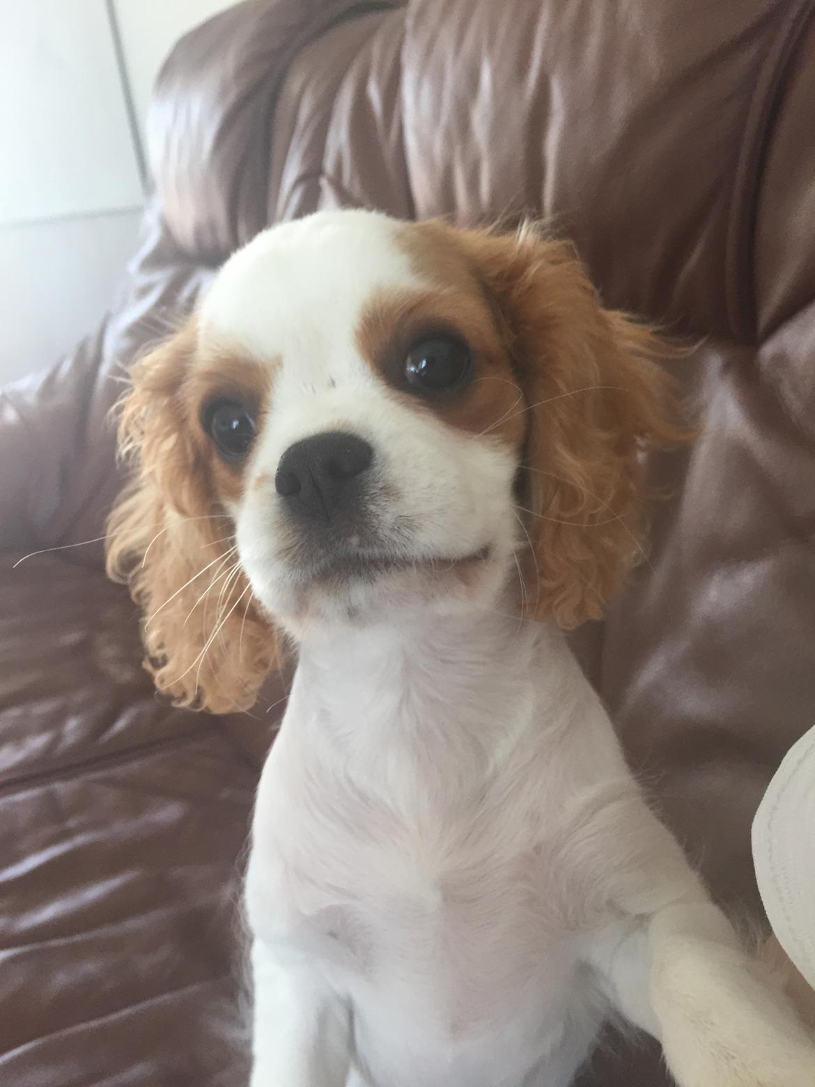Cavalier king charles spaniel Malekits Lucie billede 18