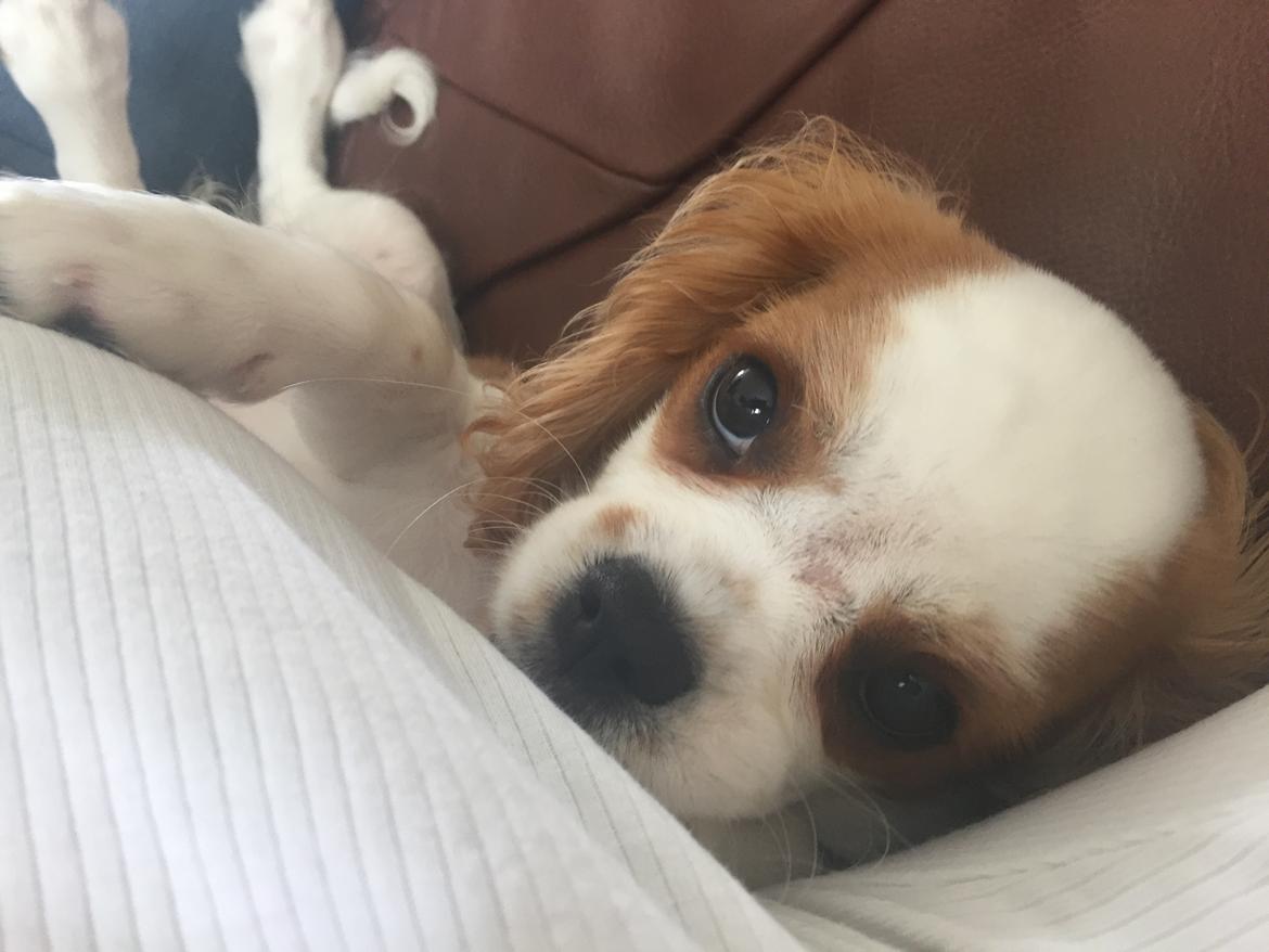 Cavalier king charles spaniel Malekits Lucie billede 20